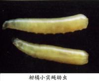 柑橘小實蠅 柑橘小實蠅