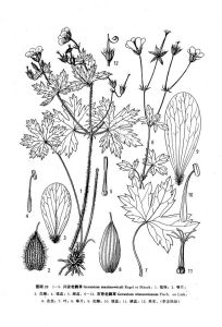 興安老鸛草 興安老鸛草