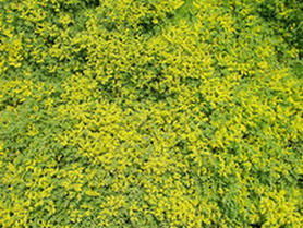 屋頂無土綠化 屋頂無土綠化