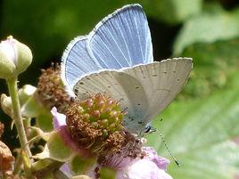 琉璃灰蝶 琉璃灰蝶