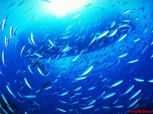 太平洋海底世界