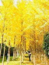 蘭州理工大學銀杏林