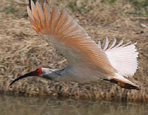 漢中朱䴉國家級自然保護區