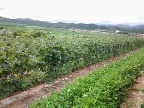 大肚川村 大肚川村