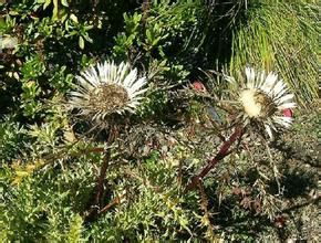 刺苞菊屬 刺苞菊屬