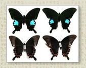 巴黎翠鳳蝶 巴黎翠鳳蝶