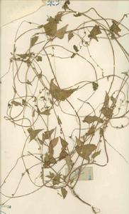 疏花蓼 Fallopia pauciflorum