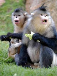 金絲猴[猴科仰鼻猴屬動物]