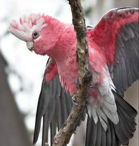 粉紅鳳頭鸚鵡