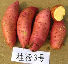 桂粉3號 桂粉3號