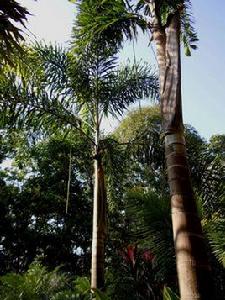 黑狐狸椰子 黑狐狸椰子