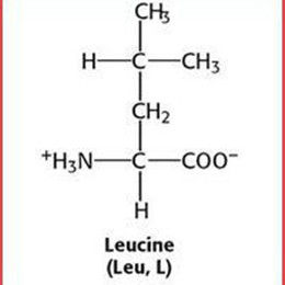 非必需胺基酸 非必需胺基酸