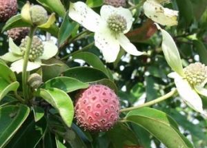 小葉密花遠志 小葉密花遠志