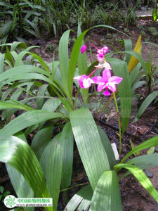 紫花苞舌蘭