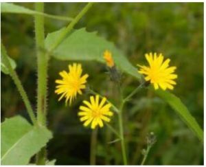 毛連菜 (原亞種) 毛連菜 (原亞種)
