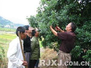 西爐村[浙江省仙居縣步路鄉下轄村]