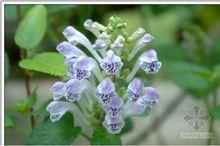 韓信草圖片欣賞