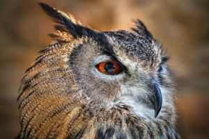 紋背鼩鼱甘肅亞種 紋背鼩鼱甘肅亞種