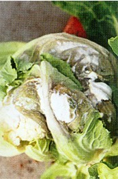 花椰菜菌核病