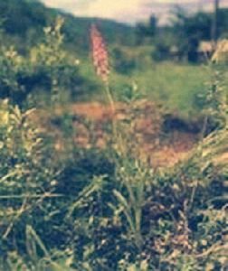 江口盆距蘭 江口盆距蘭