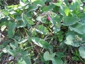 戟葉鼠尾 戟葉鼠尾