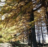 管涔山森林資源