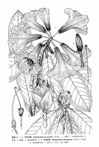 紅灘杜鵑 紅灘杜鵑