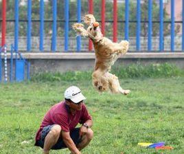 寵物馴養 寵物馴養
