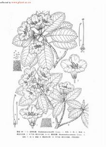 焰紅杜鵑 焰紅杜鵑