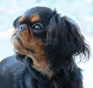 英國玩具獵鷸犬