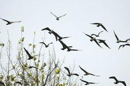 候鳥南飛 候鳥南飛