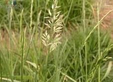 疏花早熟禾 疏花早熟禾