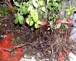 擬泡葉烏飯 擬泡葉烏飯