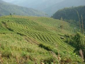 大箐樹自然村 大箐樹自然村