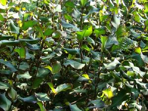 興芋2號（芭蕉芋）