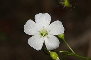 光萼茅膏菜(圖3)