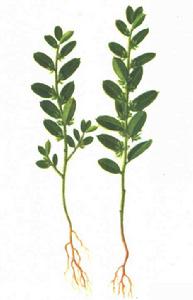 小金牛草 小金牛草