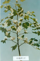 中棉所27 中棉所27