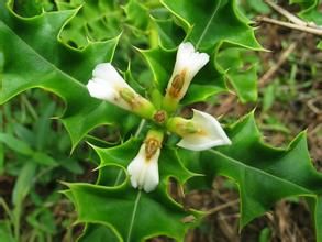 老鼠簕亞科 老鼠簕亞科