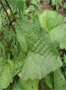 無長毛山地糙蘇 無長毛山地糙蘇