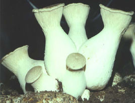 SX42杏鮑菇 SX42杏鮑菇