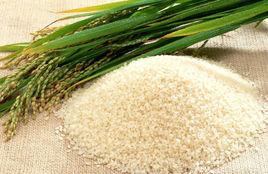 小站貢米 小站貢米