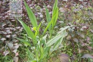 內膜消增草 內膜消增草