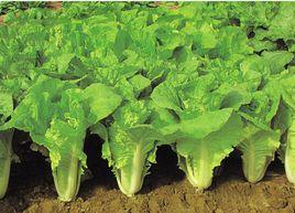 金品快菜308 金品快菜308