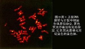 核酸分子雜交 核酸分子雜交