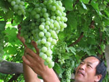 “大青”葡萄