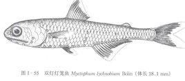 雙燈燈籠魚 雙燈燈籠魚