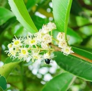 狹尖葉桂櫻 狹尖葉桂櫻