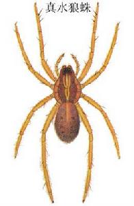 真水狼蛛 真水狼蛛