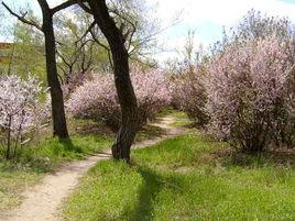 西崗公園 西崗公園